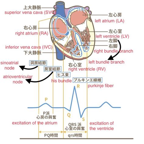 lv 心臓 略語|左室血栓 略語.